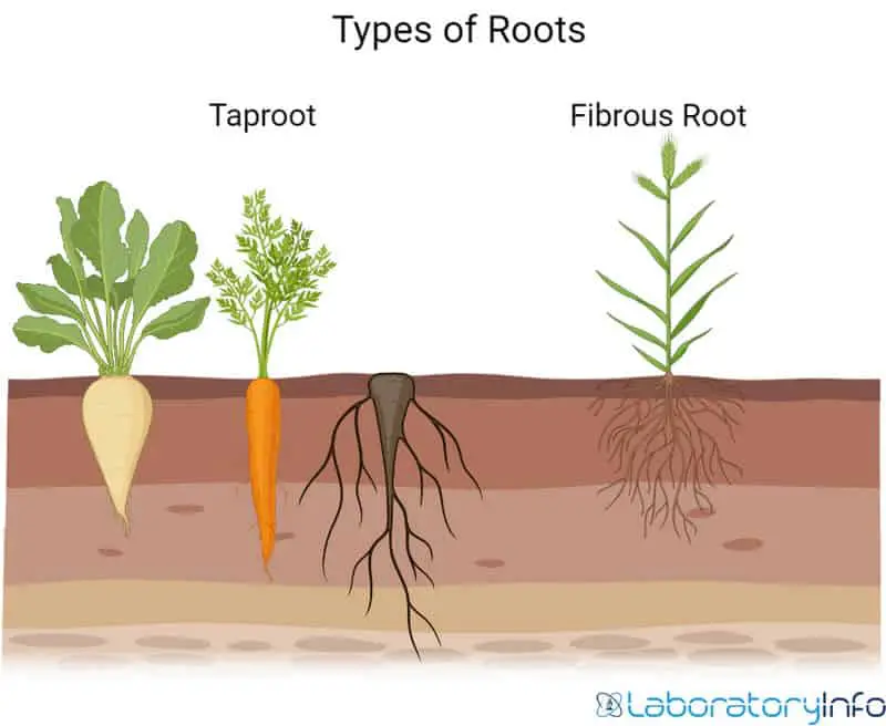 Difference bettwen taproot and fibrous root with plants images