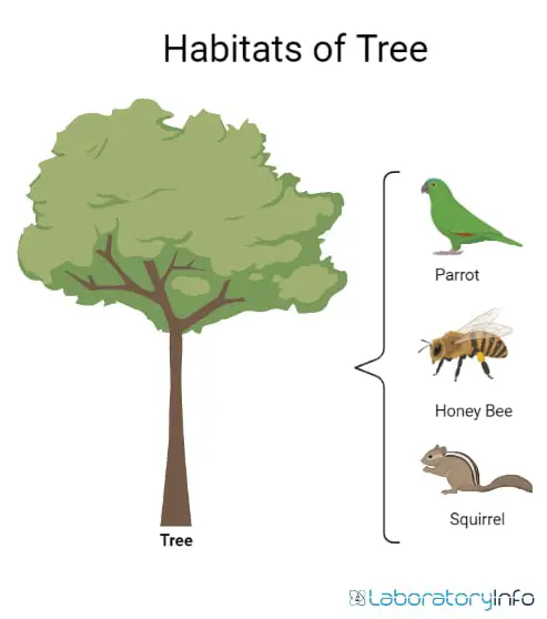 Habitats of tree parrot bird honeybee insect squirrel animal image