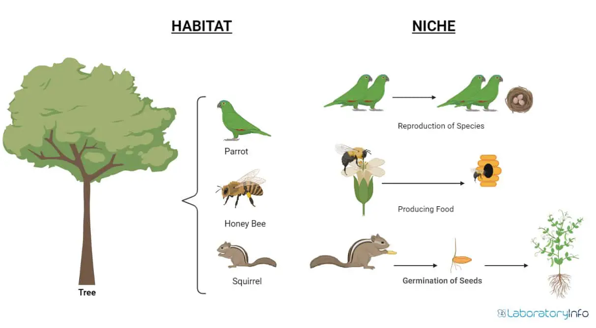 Image: This figure shows the difference between the habitat and niche
