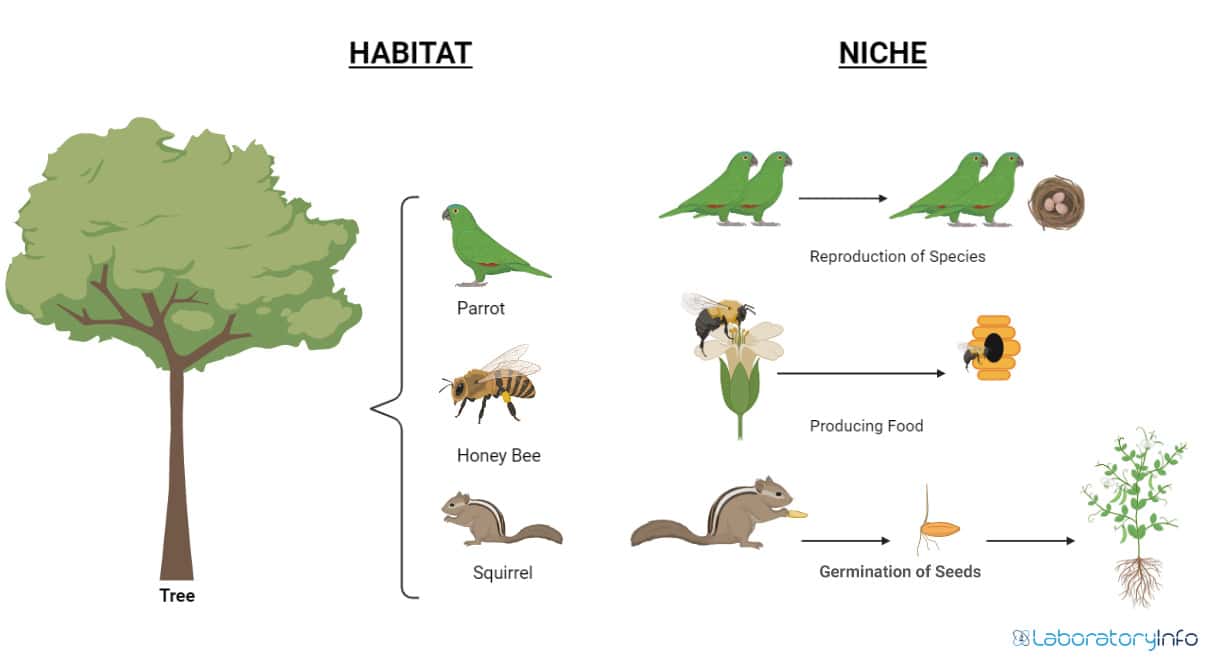 Ecological Niche Diagram