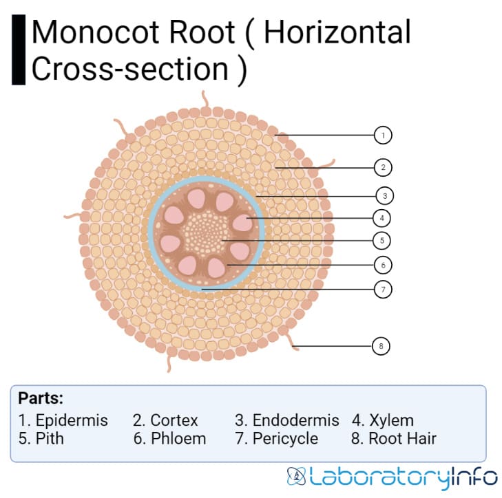 vascular bundle diagram monocot