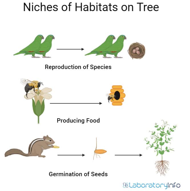 animal niche examples