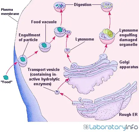 Structure and function of Lysosome image