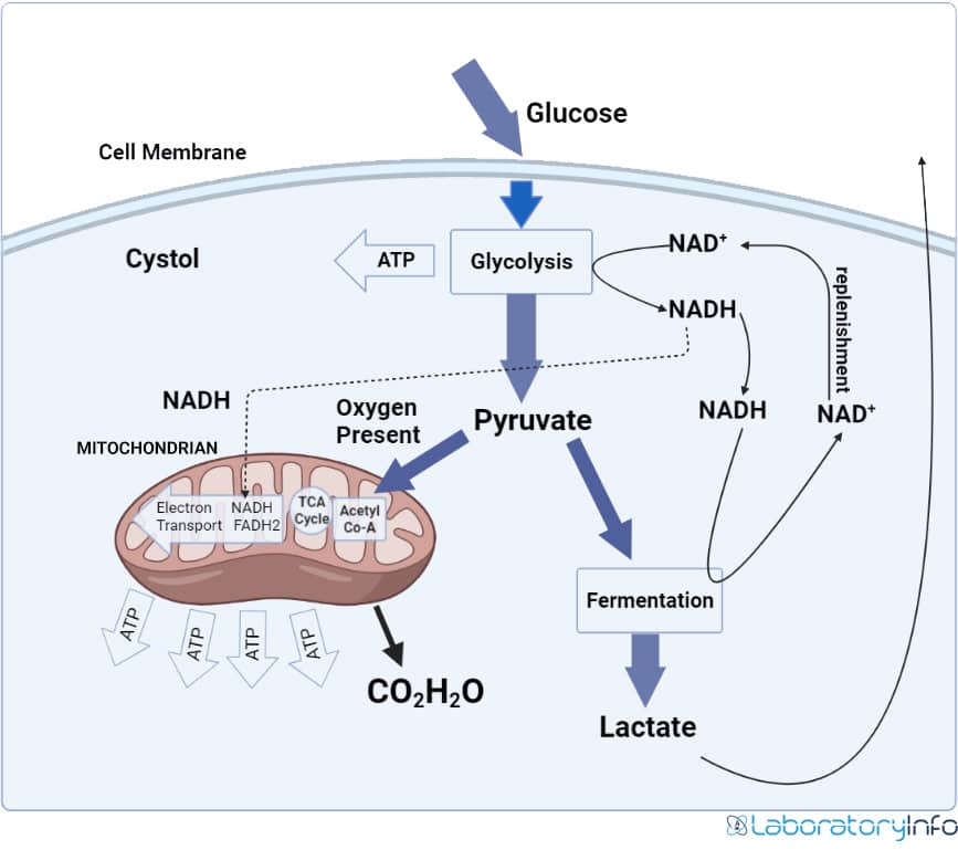 Anaerobic Respiration Flow Diagram at Linda Horton blog