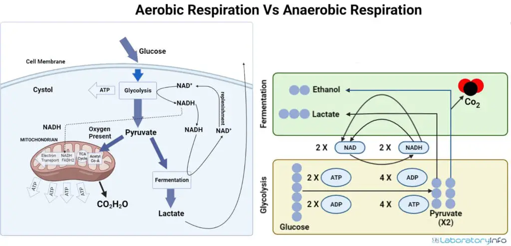 aerobic respiration vs Anaerobic Respiration picture