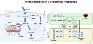 aerobic respiration vs Anaerobic Respiration picture