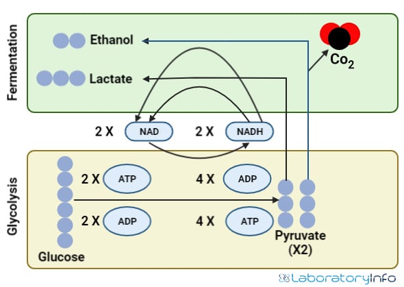 anaerobic Respiration process diagram image