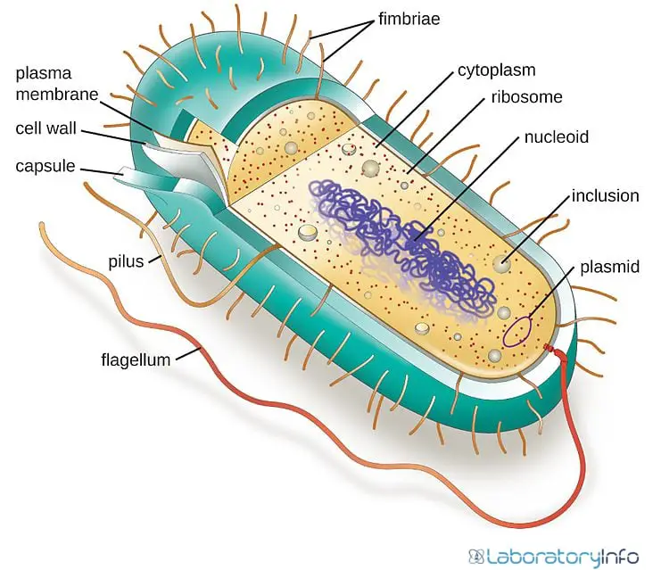 Archaea and Bacteria Differences, Similarities, Diagrams and Examples