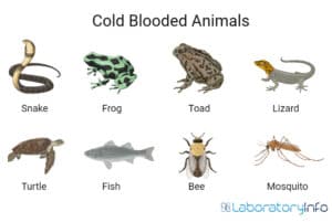 Cold-blooded Vs Warm-blooded animals - Definition, Examples list and