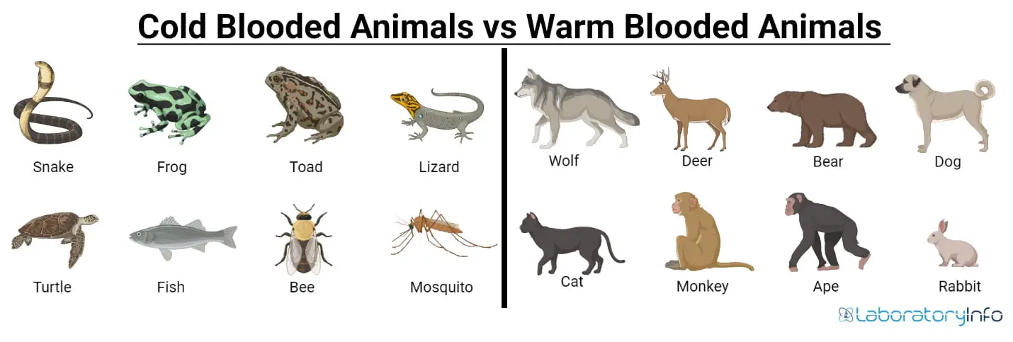 Cold-blooded Vs Warm-blooded animals - Definition, Examples list and  Differences