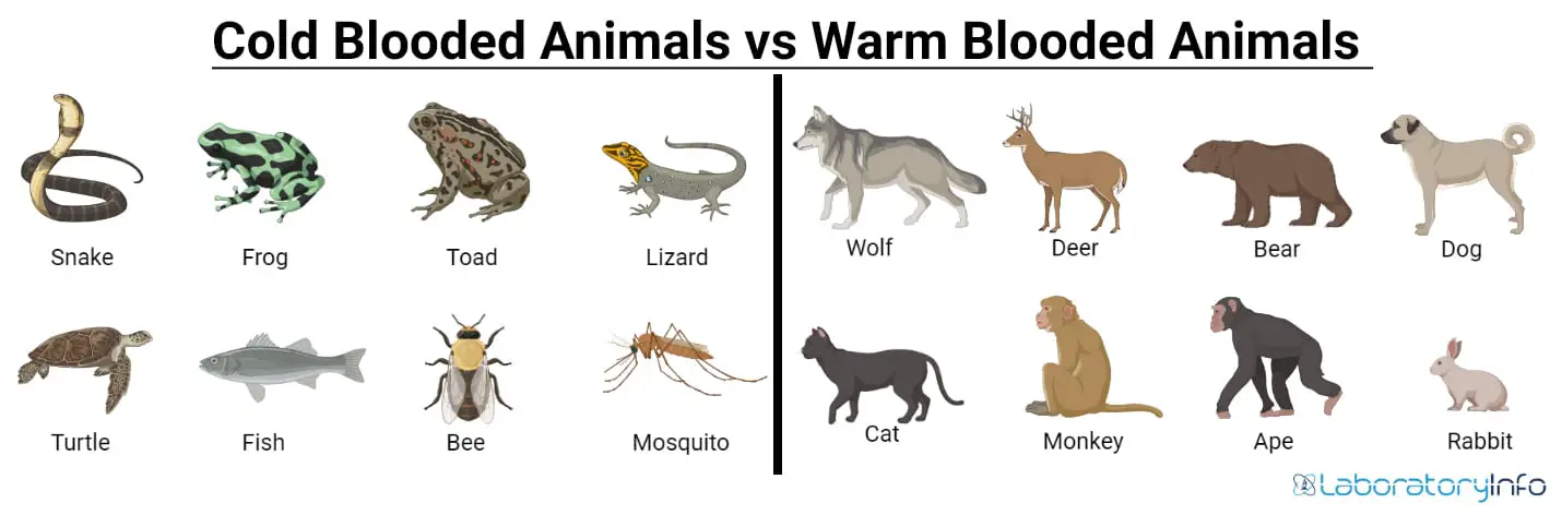 Cold-blooded Vs Warm-blooded animals - Definition, Examples list and