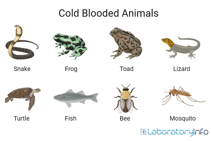 cold blooded animals examples