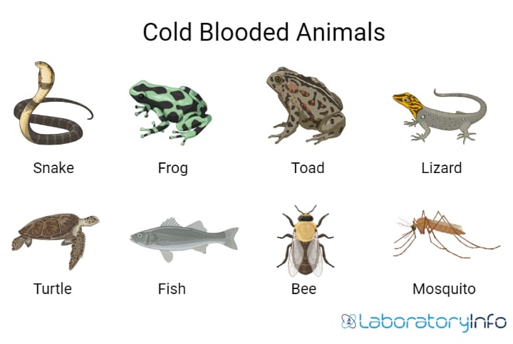 Cold blooded Vs Warm blooded Animals Definition Examples List And 