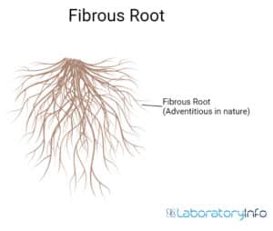 Taproot And Fibrous Root Diagram Definition Differences And Facts