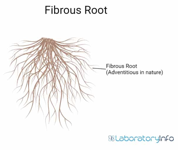 fibrous root labelled as fibrous root Adventitious in nature image
