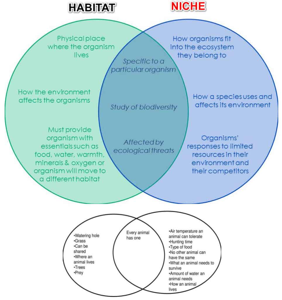 Niche Vs Habitat Definition, Examples, Differences and Diagrams