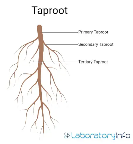 taproot with labelled diagram primary taproot secondary taproot tertiary taproot