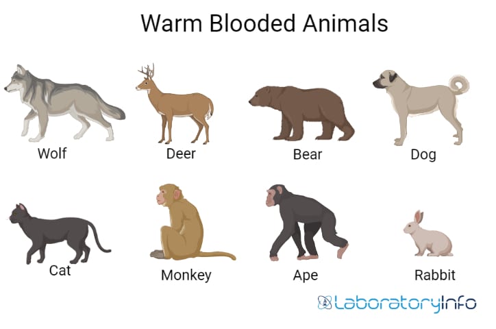 examples of warm blooded animals