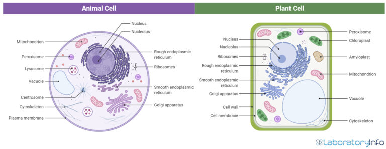 Detailed guide on Animal Cell and its parts (with labelled diagrams ...