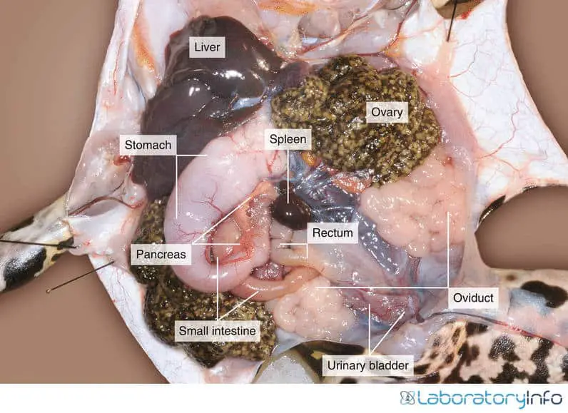 Dissection of reproductive system of female frog image