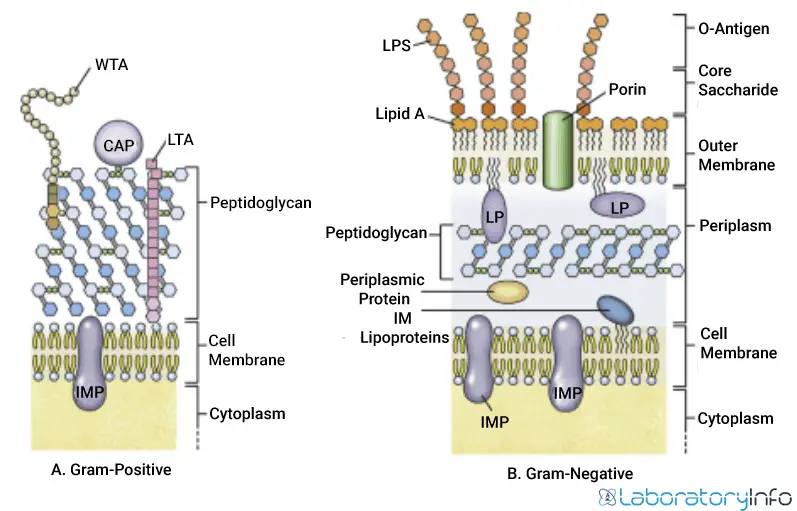 Structure of envelope of A) Gram-positive bacteria B) Gram-negative bacteria image
