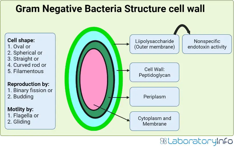 gram negative bacteria structure cell wall image
