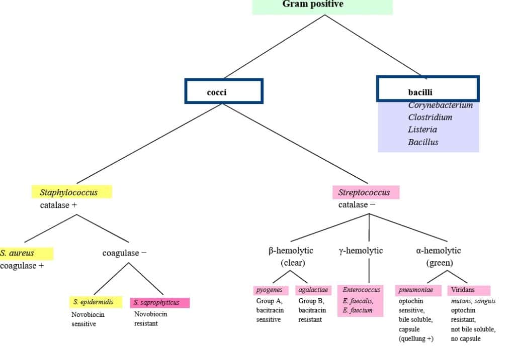 Gram Negative Bacteria Chart