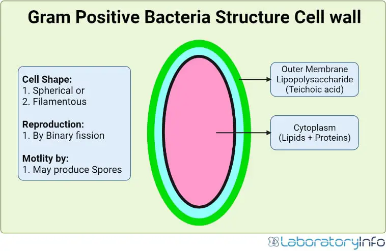 gram positive bacteria structure cell wall image