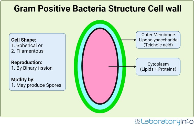 peptidoglycan structure in gram positive bacteria