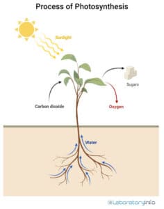 process of photo synthesis