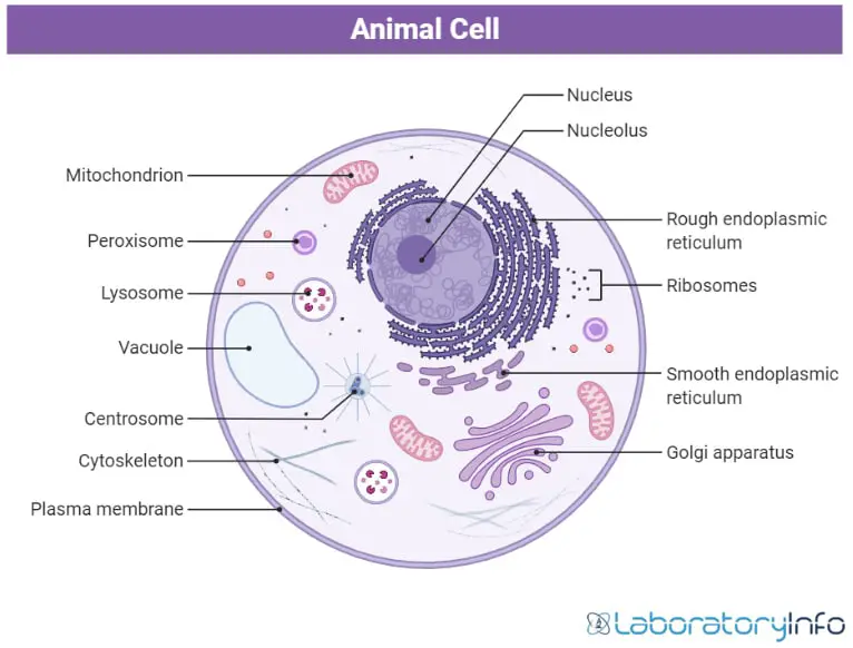 structure of animal cell with labelled diagram
