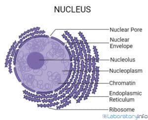 Detailed guide on Animal Cell and its parts (with labelled diagrams ...