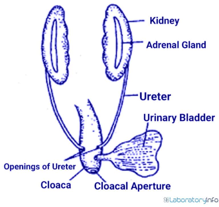 Urogenital System of Frogs (Labelled Diagrams) - Anatomy (Parts) and ...