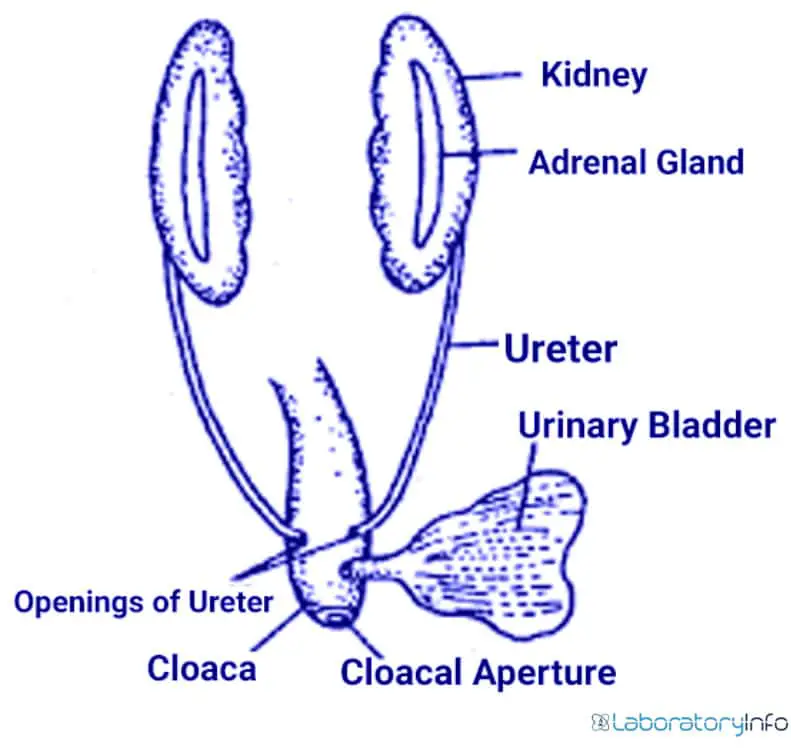 Excretory system of Frog Diagramatic images