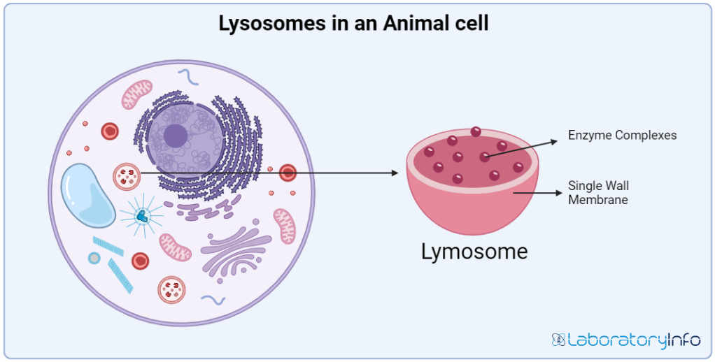 Why Does An Animal Cell Reproduce At Daisy Draper Blog Why Does An Animal Cell Reproduce At Daisy Draper Blog