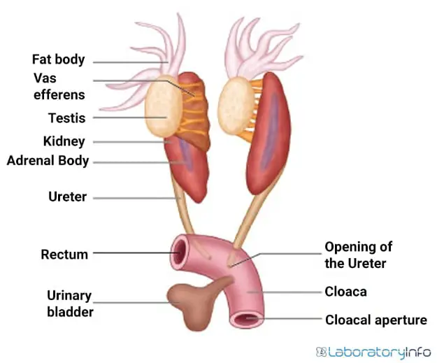 Male urinogenital tract image
