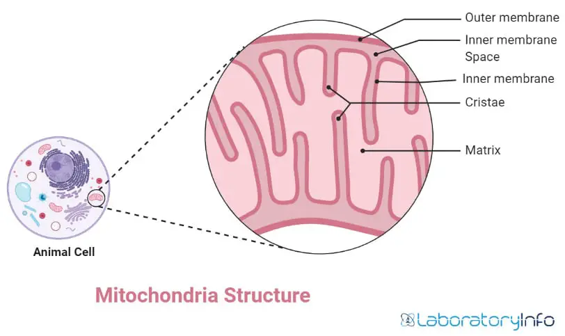 Mitichondria Structure in animal cell with labelled diagram