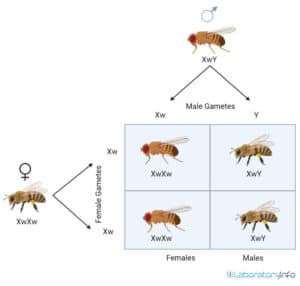 Reciprocal Cross between red-male(Xw+Y) and white female (XwXw) image