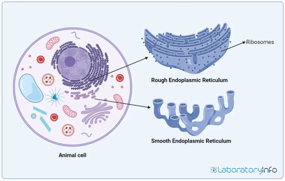Rough Endoplasmic Reticulum with ribosomes and Smooth Endoplasmic Reticulum in an animal cell with labelled diagram