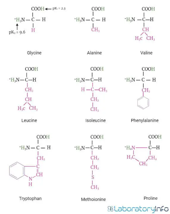 Structures of Non Polar amino acids