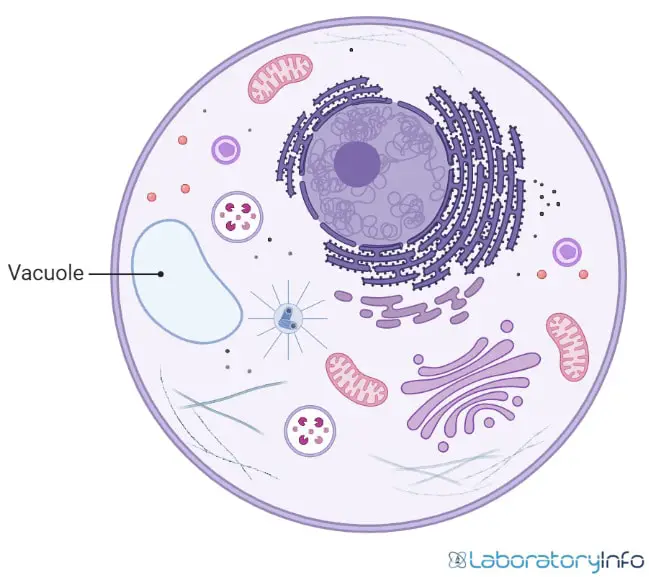 vacuole in animal cell