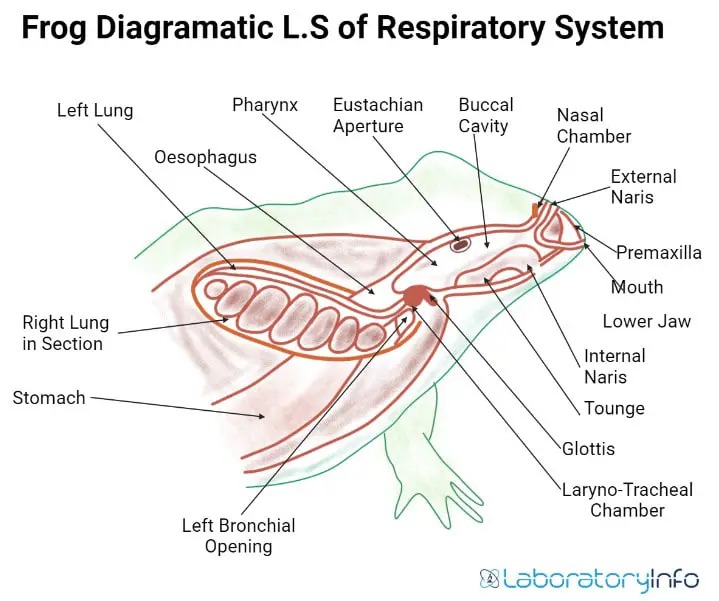 Diagramatic L S respiratory system of the frog labelled image