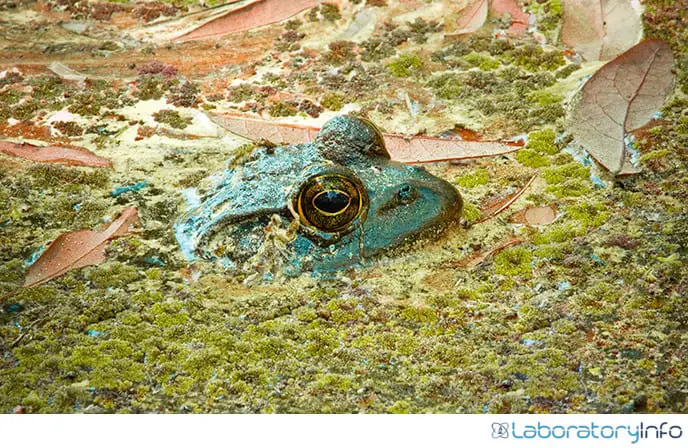 Hibernation of frog submerged in water 