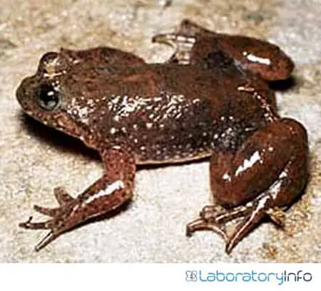 Moist glossy skin of frog image