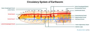 circulatory system of earthworm with labelled parts diagram image